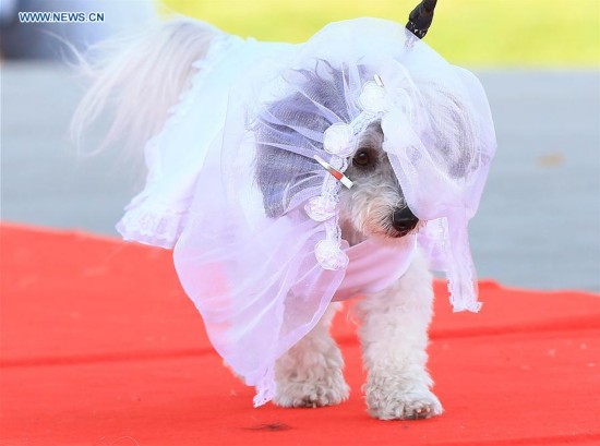 A dressed up pet dog walks the runway during the fashion show event of the 2016 Woofstock at Woodbine Park in Toronto, Canada, May 28, 2016.