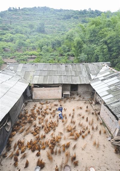 成都:室内设计师辞职当鸡倌 专门养跑山鸡