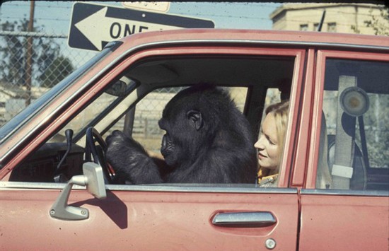 大猩猩与训练员相处40年 学会数千个英语单词