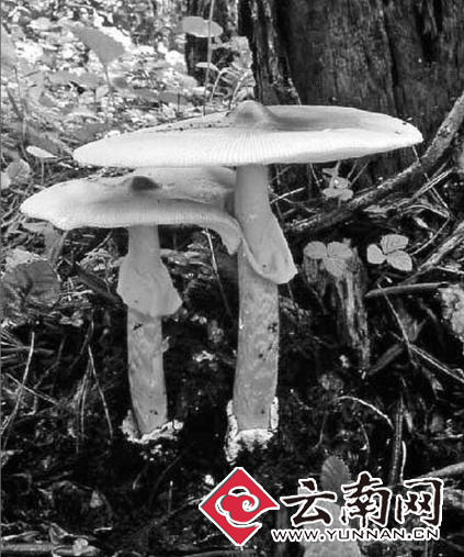 云南雨季到了 菌子疯长价格亲民 专家提醒小心