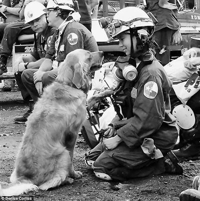 最后一只9·11英雄狗去世 身盖美国国旗