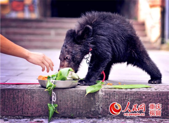 重庆:动物品尝美味粽子欢度端午--旅游频道_