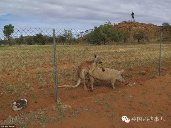 袋鼠母猪相恋一年 网友见证八竿子打不著的恋