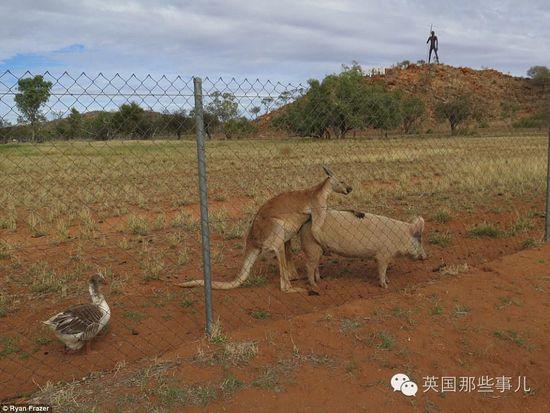 袋鼠母猪相恋一年 网友见证八竿子打不著的恋