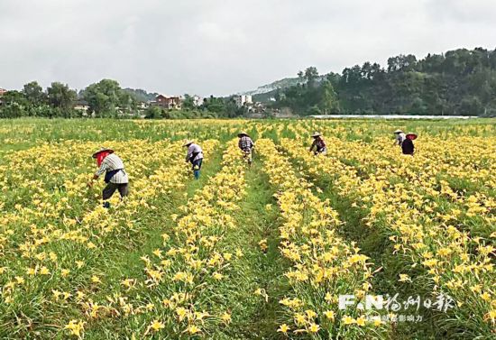 台湾金针花闽清成 新宠 将借助电商销往全国