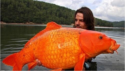 村民捕获120岁大蛇 盘点动物世界的老寿星