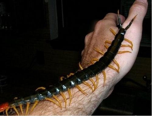 村民捕获120岁大蛇 盘点动物世界的老寿星