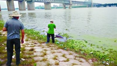 天兴洲水域现死亡江豚今年已有20多头江豚死亡