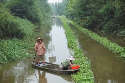 南通海安曲塘镇水上种植空心菜一举多得