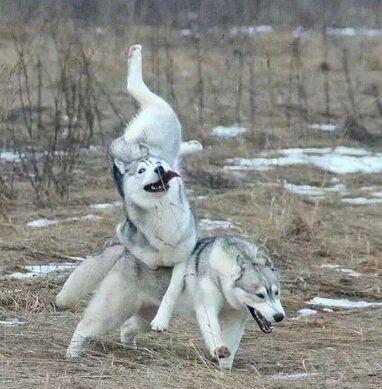 神犬哈士奇找不到家 智商真的是硬伤!(组图)