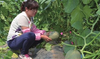 南通海门种植10号海蜜甜瓜提早半个月成熟