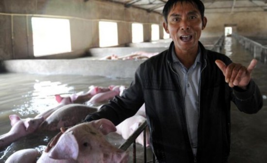 飼養(yǎng)員與生豬訣別 劇情反轉6000頭豬有救了