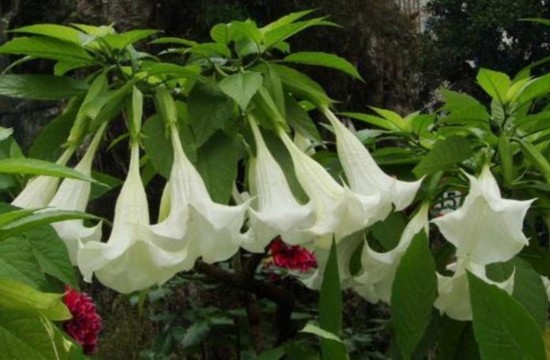 区种剧毒曼陀罗 漂亮花朵全身带毒误食后果严