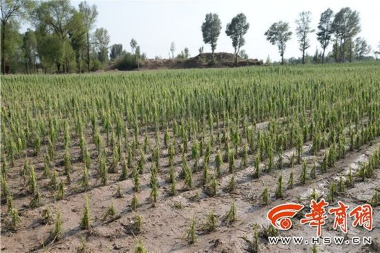 榆林吴堡遭受暴雨袭击 最大降雨量达80多毫米