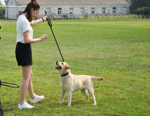 《警花与警犬》于和伟侯梦莎最初互看不上眼