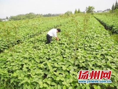 北大研究生放弃出国读博 扎根扬州农村当村官