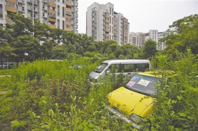 成都三环路草丛 惊现植物大战僵尸车(图)