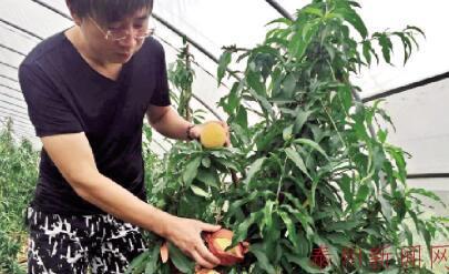 泰州靖江地产早熟黄桃上市 在生态大棚内种植