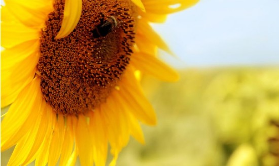 京郊八大最美向日葵花海盘点 清新的金黄色花