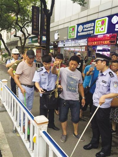 温州:闹市有蛇 无端吓出一场车祸