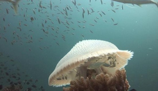 小鱼藏身水母腹中 利用巨大水母伞面抵挡管口