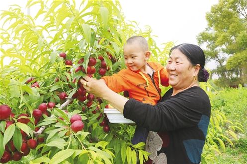 循化采摘甜油桃时间到啦