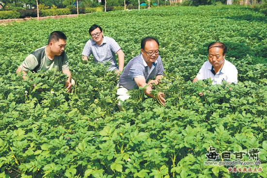 陇薯7号种植面积突破百万亩大关