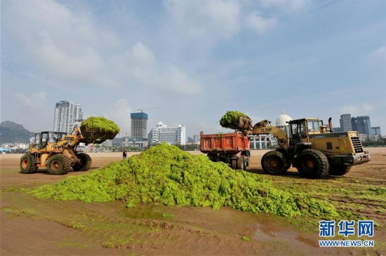 青岛阻击浒苔登陆海滩