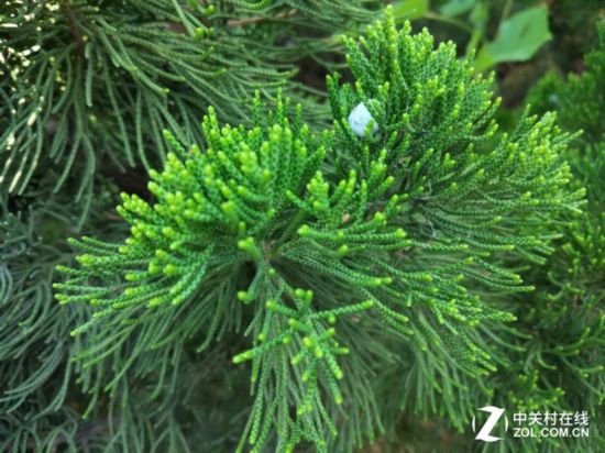 一加3\/小米5\/iPhone 6sP拍照盲测大比拼