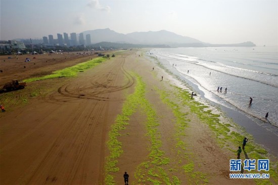 青岛阻击浒苔登陆海滩