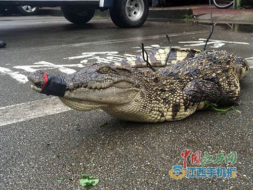 居民出门买早点 与鳄鱼狭路相逢 事发景德镇