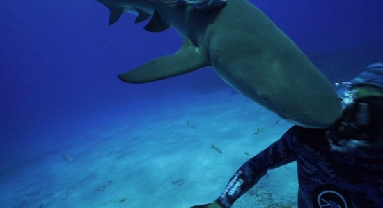 柠檬鲨误撞潜水员罕见视频蹿红网络