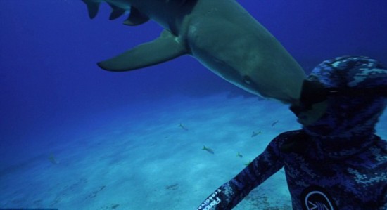 柠檬鲨误撞潜水员罕见视频蹿红网络