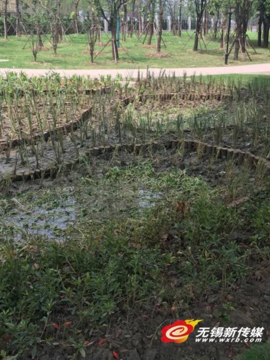 无锡新吴区首个海绵公园建成 低洼地变蓄水池