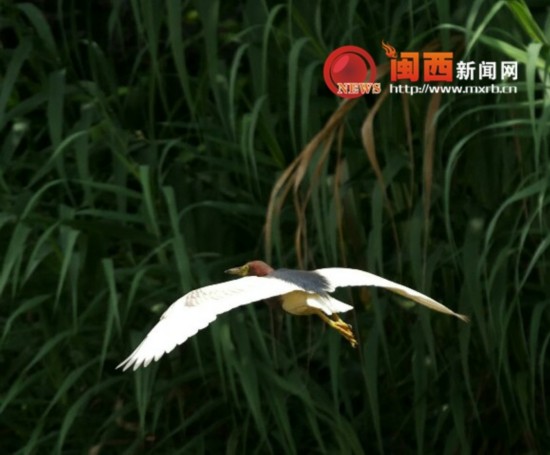 龙岩石锣鼓湿地公园的精灵--池鹭--福建频道--人