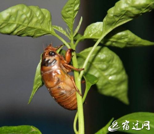 网传吃知了猴会中毒?宿迁医生:过敏体质者慎食