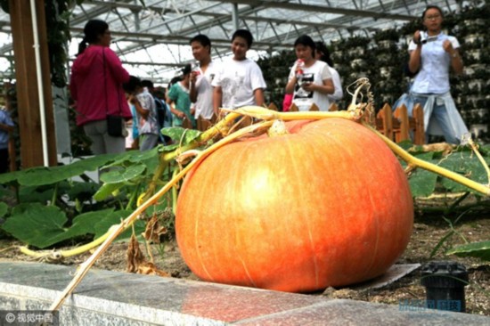 江苏海安现代农业园展示未来科技农业美好前景