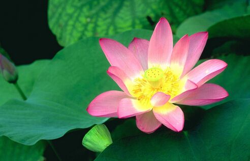 夏季赏荷去哪里? 合肥夏季赏荷花景点及游玩攻