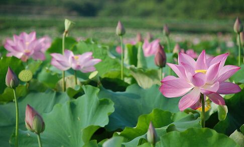 夏季赏荷去哪里? 合肥夏季赏荷花景点及游玩攻