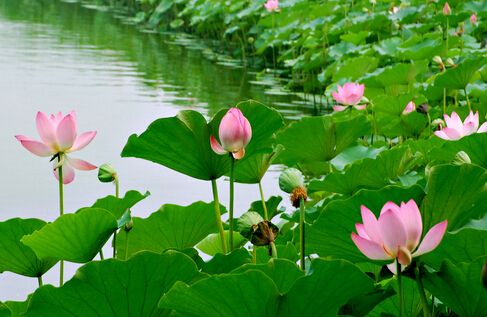 夏季赏荷去哪里? 合肥夏季赏荷花景点及游玩攻