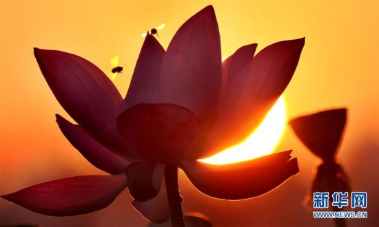 关晓彤穿古装撑扇玩自拍 人面桃花人比花娇(组