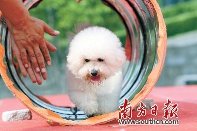 广东养狗人口_广东人口年龄结构(2)