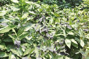 高温烤焦路边花草苗木 镇江园林部门浇水抢救