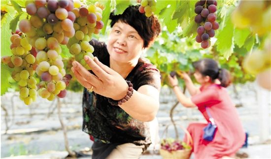 浙江仙居:撂荒地上育葡萄观光农业效益好