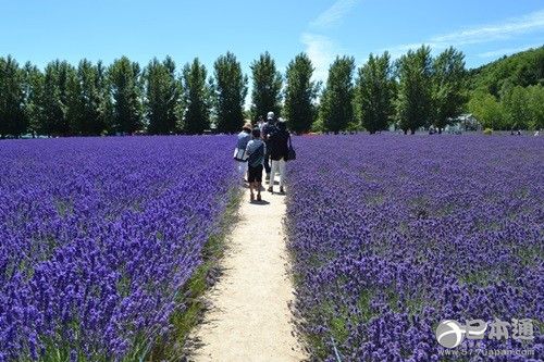 北海道 富良野 薰衣草花田