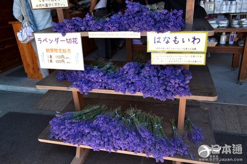 北海道 富良野 薰衣草花田