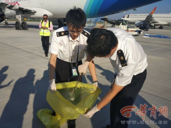 马代飞西安航班截获一活体蛇 陕开通国际航班