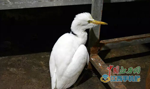 江西弋阳市民捡到国家保护动物牛背鹭（图）