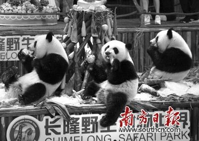 千人共唱生日歌为大熊猫三胞胎送祝福