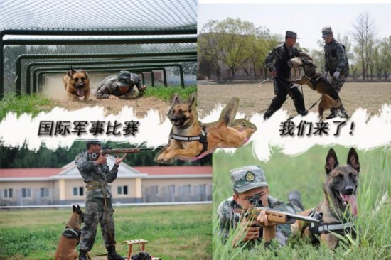 “国际军事竞赛-2016”中国军犬威武出征（组图）